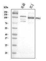 Anti-PTPN12 Antibody Picoband® Boster Bio