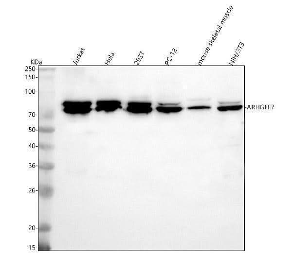 Anti-ARHGEF7 Antibody Picoband® Boster Bio