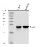 Anti-CD3 epsilon/Cd3e Antibody Picoband® Boster Bio