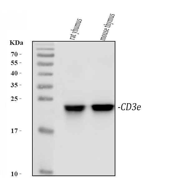 Anti-CD3 epsilon/Cd3e Antibody Picoband® Boster Bio