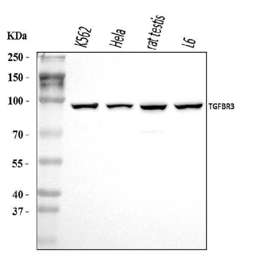 Anti-TGF beta Receptor III/TGFBR3 Antibody Picoband® Boster Bio