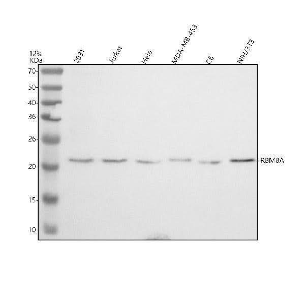 Anti-Y14/RBM8A Antibody Picoband® Boster Bio