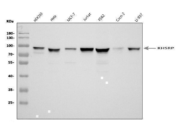 Anti-KHSRP Antibody Picoband® Boster Bio
