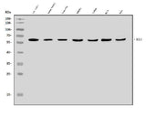 Anti-BCL3 Antibody Picoband® Boster Bio