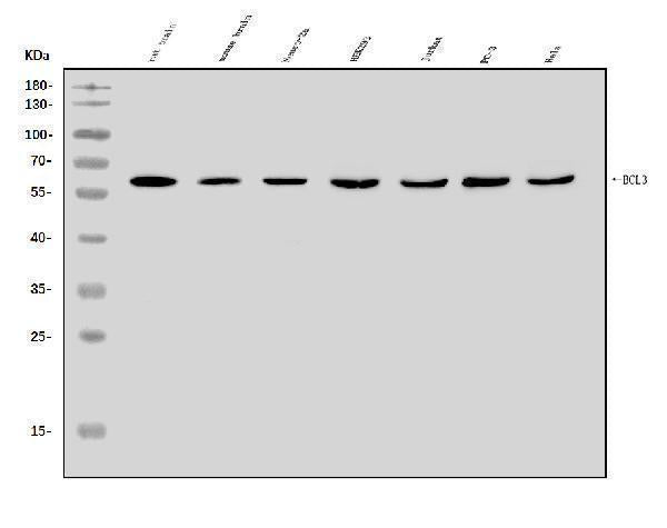 Anti-BCL3 Antibody Picoband® Boster Bio