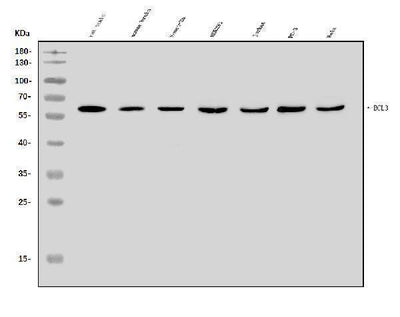Anti-BCL3 Antibody Picoband® Boster Bio