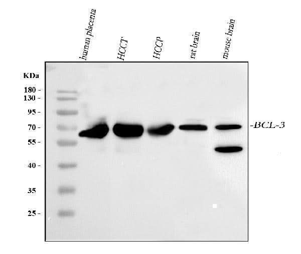 Anti-BCL3 Antibody Picoband® Boster Bio