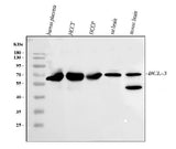 Anti-BCL3 Antibody Picoband® Boster Bio