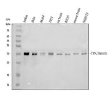 Anti-TSN Antibody Picoband® Boster Bio