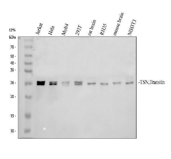 Anti-TSN Antibody Picoband® Boster Bio