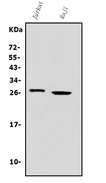 Anti-Granzyme A/GZMA Antibody Picoband® Boster Bio