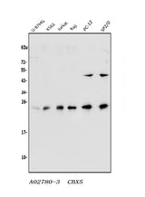 Anti-HP1 alpha/CBX5 Antibody Picoband® Boster Bio