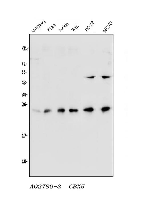 Anti-HP1 alpha/CBX5 Antibody Picoband® Boster Bio