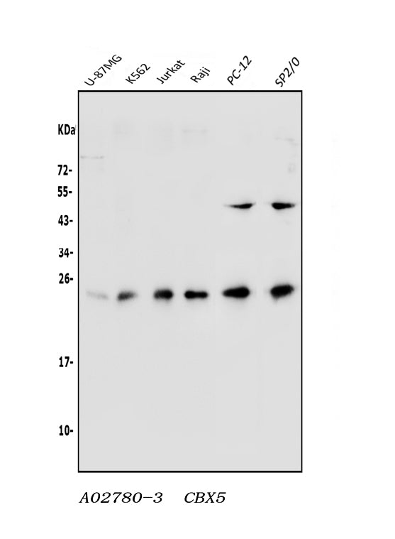 Anti-HP1 alpha/CBX5 Antibody Picoband® Boster Bio