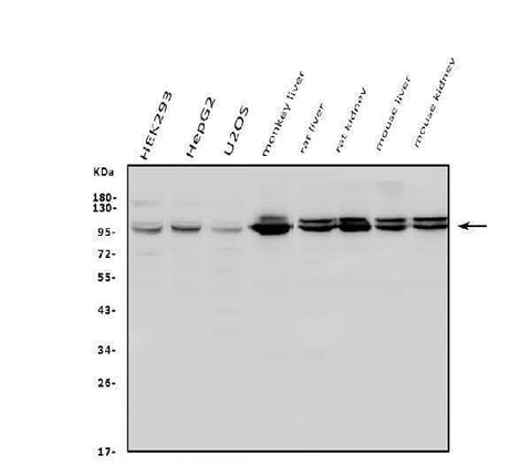 Anti-Aconitase 1/ACO1 Antibody Picoband® Boster Bio