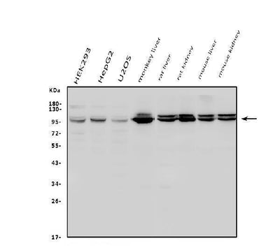 Anti-Aconitase 1/ACO1 Antibody Picoband® Boster Bio