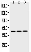 Anti-EBP1/PA2G4 Antibody Picoband® Boster Bio