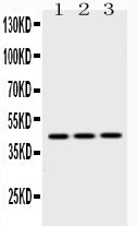 Anti-EBP1/PA2G4 Antibody Picoband® Boster Bio