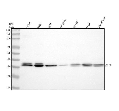 Anti-ATF5 Antibody Picoband® Boster Bio