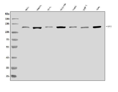Anti-XRN2 Antibody Picoband® Boster Bio