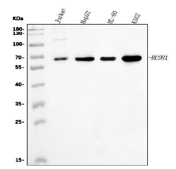 Anti-CoREST/RCOR1 Antibody Picoband® Boster Bio