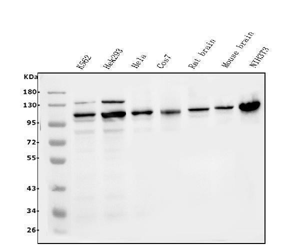 Anti-ERK5/MAPK7 Antibody Picoband® Boster Bio