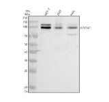 Anti-EPS15R/EPS15L1 Antibody Picoband® Boster Bio
