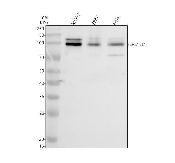 Anti-EPS15R/EPS15L1 Antibody Picoband® Boster Bio