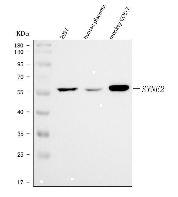 Anti-Nesprin 2/SYNE2 Antibody Picoband® Boster Bio