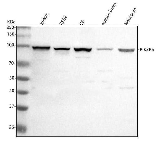 Anti-PIK3R5 Antibody Picoband® Boster Bio