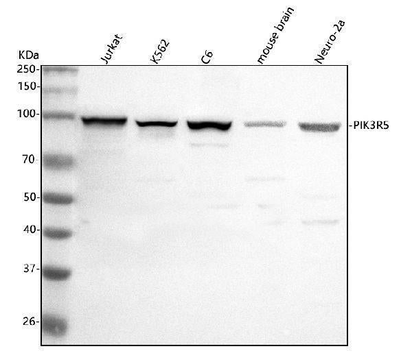 Anti-PIK3R5 Antibody Picoband® Boster Bio