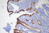 Anti-Cytokeratin 20/Krt20 Antibody Picoband® Boster Bio