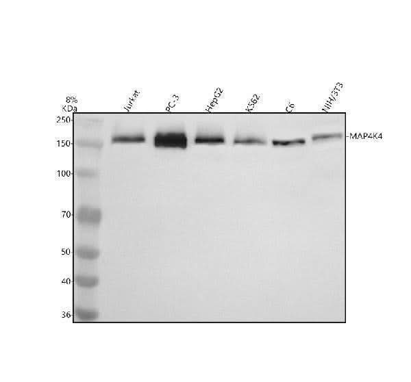 Anti-MAP4K4 Antibody Picoband® Boster Bio