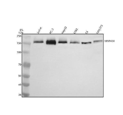 Anti-MAP4K4 Antibody Picoband® Boster Bio