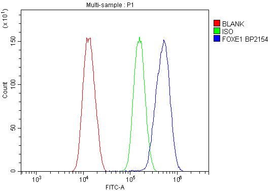 Anti-FOXE1 Picoband® Antibody Boster Bio