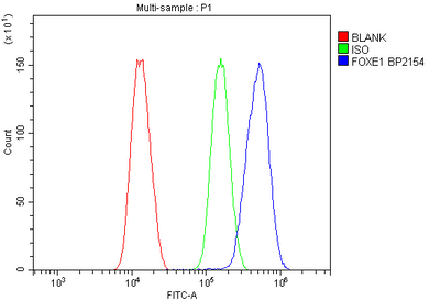 Anti-FOXE1 Picoband® Antibody Boster Bio