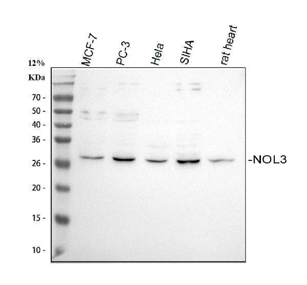 Anti-Apoptosis repressor with CARD/NOL3 Antibody Picoband® Boster Bio