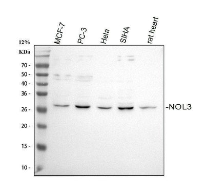 Anti-Apoptosis repressor with CARD/NOL3 Antibody Picoband® Boster Bio