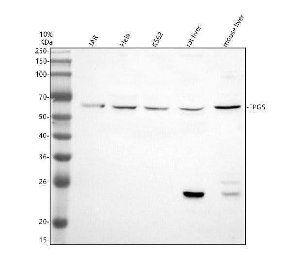 Anti-FPGS Antibody Picoband® Boster Bio
