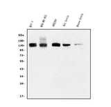 Anti-KIBRA/WWC1 Antibody Picoband® Boster Bio