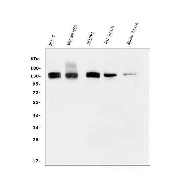 Anti-KIBRA/WWC1 Antibody Picoband® Boster Bio