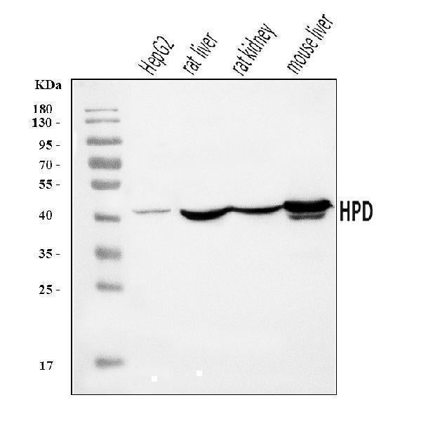 Anti-HPD Antibody Picoband® Boster Bio