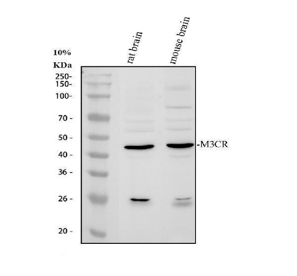 Anti-MC3 Receptor/MC3R Antibody Picoband® Boster Bio