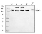 Anti-JHDM3A/JMJD2A/KDM4A Antibody Picoband® Boster Bio
