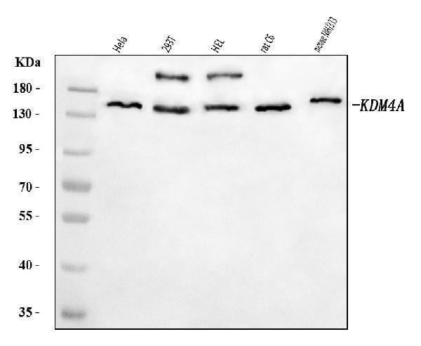 Anti-JHDM3A/JMJD2A/KDM4A Antibody Picoband® Boster Bio