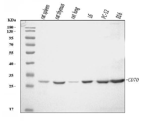 Anti-Cd70 Antibody Picoband® Boster Bio