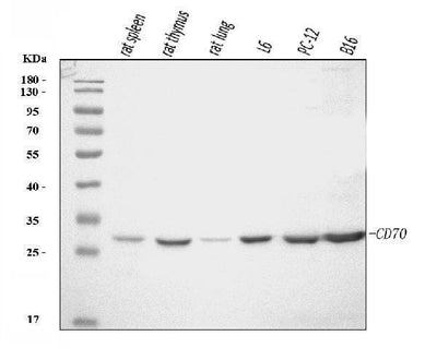 Anti-Cd70 Antibody Picoband® Boster Bio
