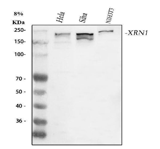 Anti-XRN1 Antibody Picoband® Boster Bio