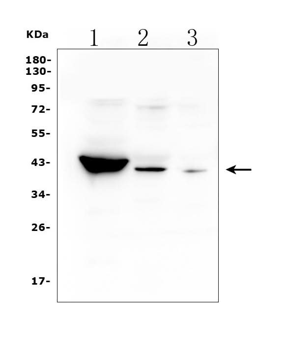 Anti-HSD3B1 Antibody Picoband® Boster Bio