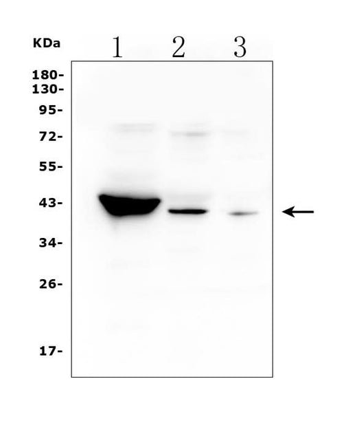 Anti-HSD3B1 Antibody Picoband® Boster Bio